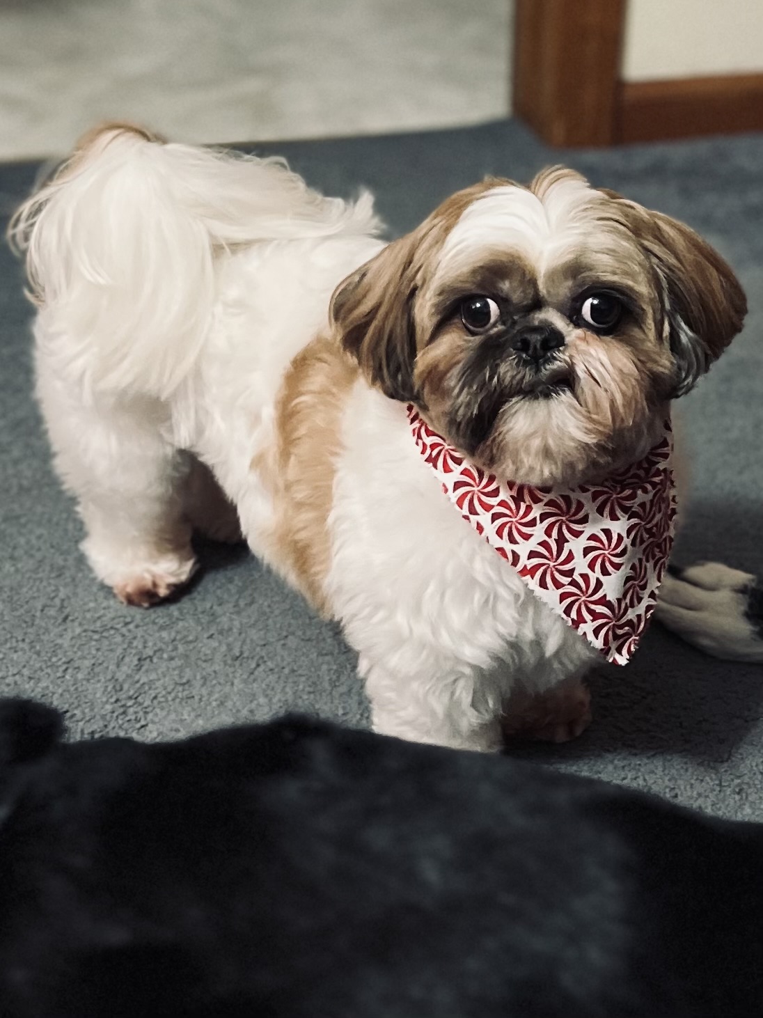 Elite Pet Styling LLC — photo